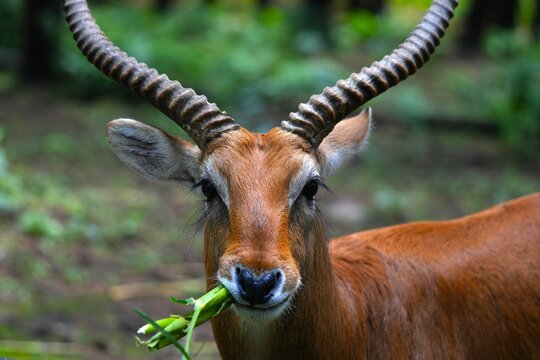 Close up of an antelope Kobus kob thomasi