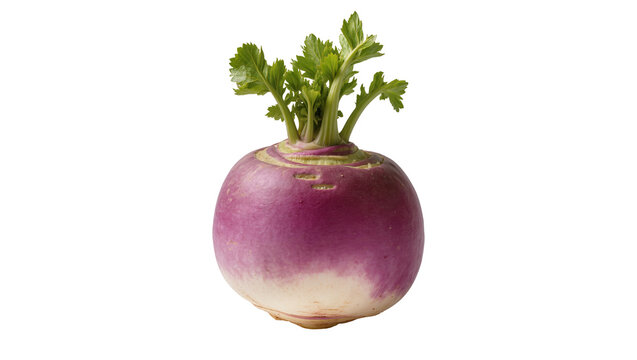 Fresh raw purple and white turnip with vibrant green leafy top, perfectly isolated on transparent background for healthy cooking ingredients
