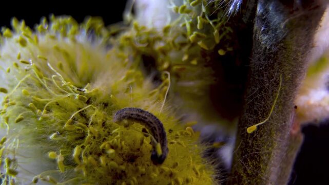 Lepidoptera Larva Specimen on Salix Caprea, Feeding Behavior Macro