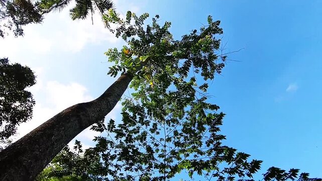 tree with blue sky