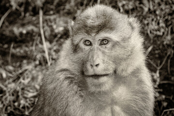 Obraz premium Faune du Bhoutan macaque