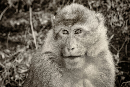 Faune du Bhoutan macaque