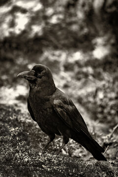 Faune du Bhoutan. corbeau