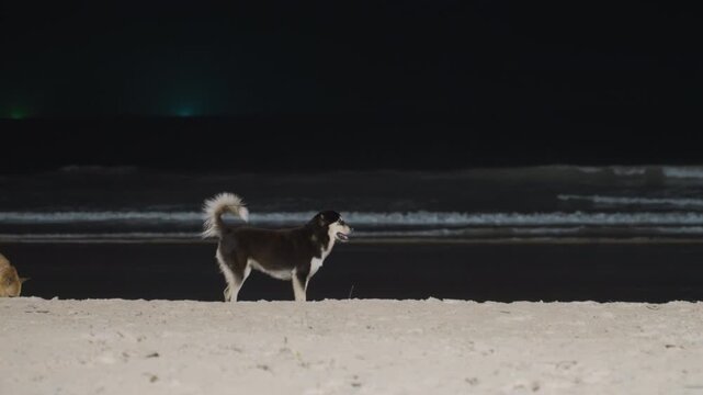 Night island beach with roaming dogs, black and white husky and tan mutt nosing sand near breaking waves, distant green lights on horizon, energetic group interaction, playful sniffing and tracking