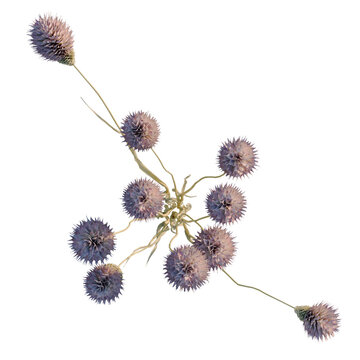 Dipsacus sativus tree plan, top view, cutout, transparent background, isolate, Delicate purple wildflowers, detailed close-up of spring blossoms in a meadow, nature scene.