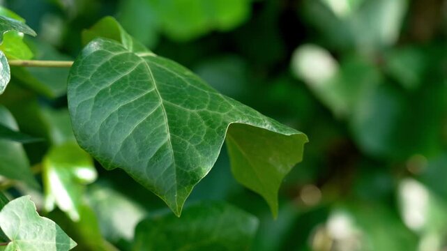Close up of ivy leaf with detailed vein structure and green color in soft daylight. Organic growth concept