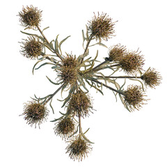 Obraz premium Leucospermum cordifolium tree plan, top view, cutout, transparent background, isolate, Delicate dry flower sprig on a neutral background, studio shot, elegant floral detail.