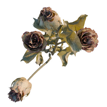 Rosa rugosa tree plan, top view, cutout, transparent background, isolate, Dried rose flower, close-up, on a stem, floral detail, botanical illustration, nature