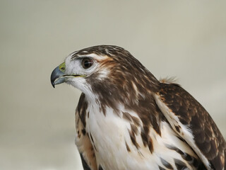 Fototapeta premium Red tailed hawk being held in captivity. 