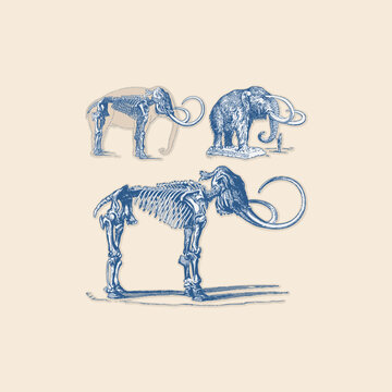 Set of fossils mammoth skeleton clipart retro logo vintage illustration design vector elements