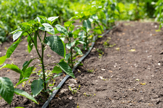Green pepper plants growing in rows on a farm with irrigation tubing visible on the soil surface under bright sunlight. Healthy nutrition and agricultural concept
