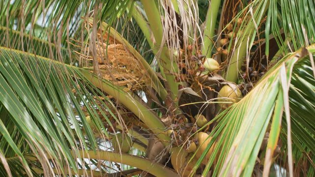 Coconut cluster nestled in island canopy, ripe fruits and fibrous husks, entangled fronds and textured stems, sunlit gaps, rustic tropical farm vibe, wildlife shelter and foraging habitat, closeup