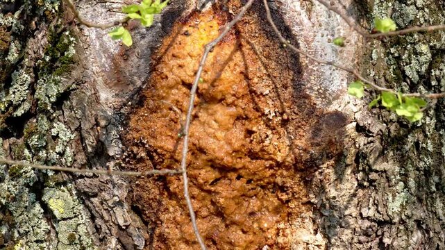 Close up of tree trunk affected by bacterial slime flux with oozing organic mass on damaged bark surface. Natural plant disease concept in outdoor environment