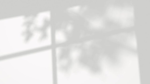 Silhouette tree branchs shadow slow movement on white backgrounds footage video 3d rendering