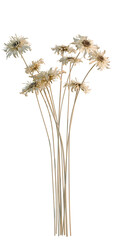 Fototapeta premium Gerbera jamesonii tree, elevation, front view, cutout, transparent background, isolate, Tall Grasses, Reeds, or Stalks Bundle - Natural Texture and Botanical Elements