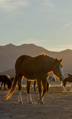 Fototapeta premium Wild Horse in the Utah Desert in Springtime