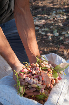 Farmer holding a heap of pistachios during harvest season