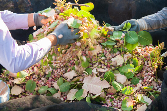 A farmer deleafing just picked pistachios in Bronte, Sicily