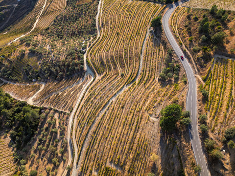 Drone view of terraced vineyards with a winding paved road and a car in Douro Valley Portugal, showing agricultural patterns and dry hillside landscape.