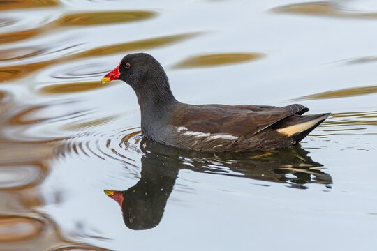 The common moorhen swimming in a lake. Reflection of the bird in the blue water. Warm autumn colours.