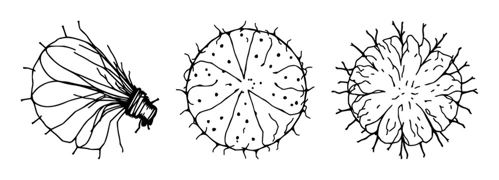 Microscopy pollen grain set with black line art on white background featuring pollen, microscope, botanical with scientific illustration and detailed linework