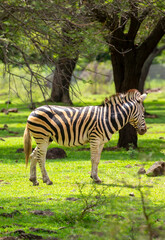 Obraz premium Zebras walking in a green meadow and eating grass. African zebras in the savannah. Wild animals in their natural habitat.