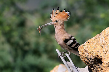 Adult Eurasian Hoopoe (Upupa epops) perched on a branch with a mole cricket in its beak against a beautiful background. © VOLODYMYR KUCHERENKO