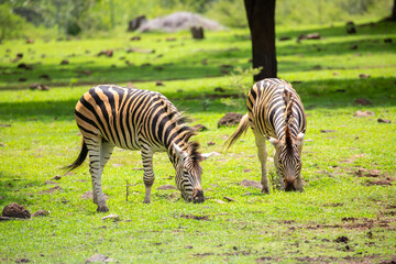 Obraz premium Zebras walking in a green meadow and eating grass. African zebras in the savannah. Wild animals in their natural habitat.