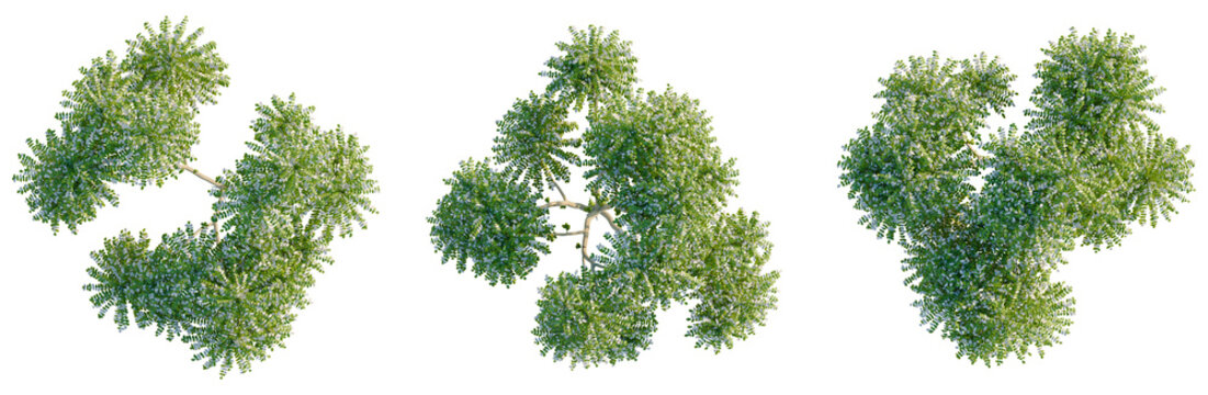 Averrhoa bilimbi tree plan, top view, cutout, transparent background, isolate, Detailed Green Leaves Branch with Delicate Veins, Perfect for Botanical and Nature-Related Designs