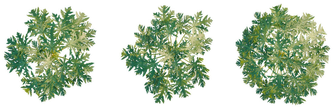 Carica papaya tree plan, top view, cutout, transparent background, isolate, Detailed close-up of green fern leaves, intricate texture, natural pattern, botanical photography