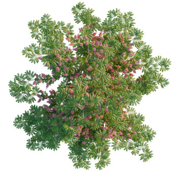 Cassia javanica tree plan, top view, cutout, transparent background, isolate, Close-up of a vibrant bougainvillea flower with green foliage and a pink hue.