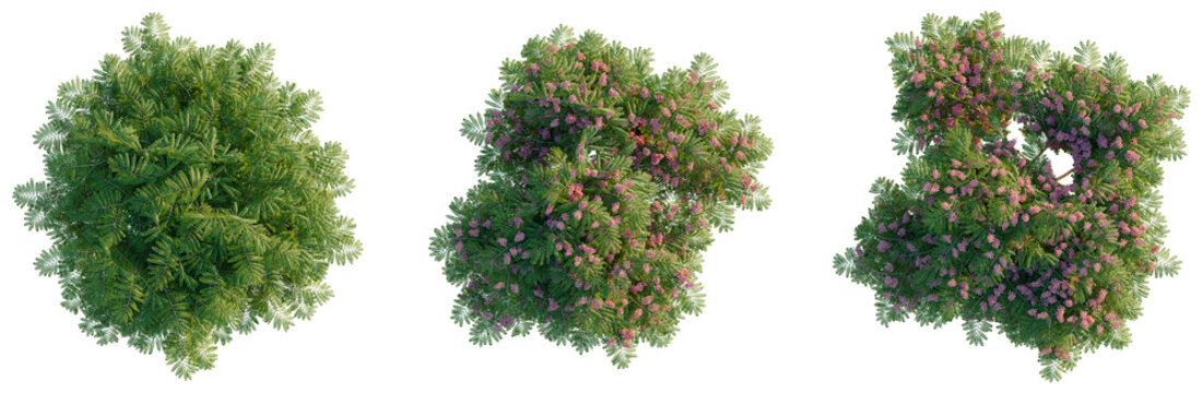 Cassia javanica tree plan, top view, cutout, transparent background, isolate, Vibrant Pink Bougainvillea Flowers Branch Closeup, Ideal for Floral Design and Botanical Themes
