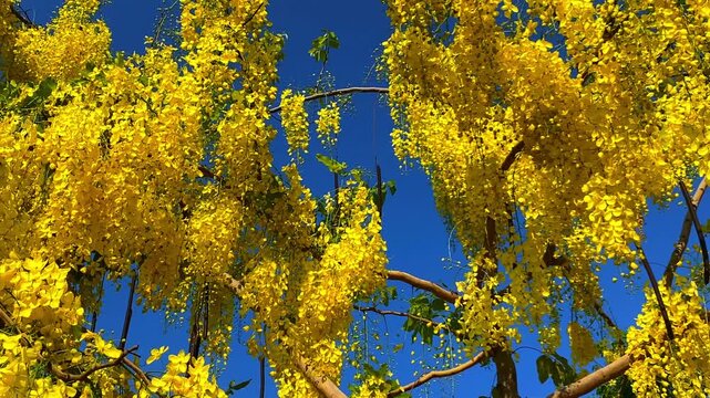 Low angle of Golden Shower Tree (Cassia fistula) blooming against blue sky. Vibrant yellow flowers sway in summer breeze. Perfect for nature and travel projects.