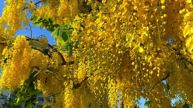 Low angle of Golden Shower Tree (Cassia fistula) blooming against blue sky. Vibrant yellow flowers sway in summer breeze. Perfect for nature and travel projects.