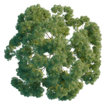 Peltophorum pterocarpum tree plan, top view, cutout, transparent background, isolate, Detailed Green Tree Branches with Leaves, Natural Foliage, Botanical Illustration for Design