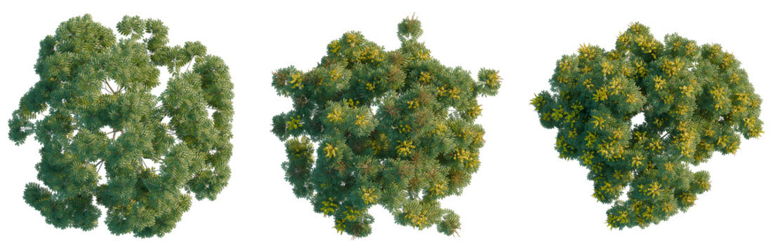 Peltophorum pterocarpum tree plan, top view, cutout, transparent background, isolate, Dense Pine Tree Branch with Lush Green Needles - Detailed Nature Close-Up for Design Elements
