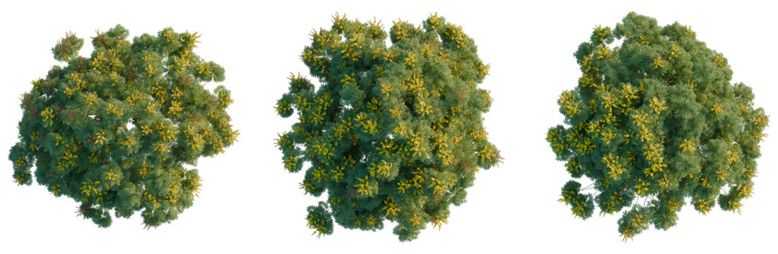 Peltophorum pterocarpum tree plan, top view, cutout, transparent background, isolate, Detailed Close-Up of Lush Green Leaves and Branches, High Resolution for Nature Imagery
