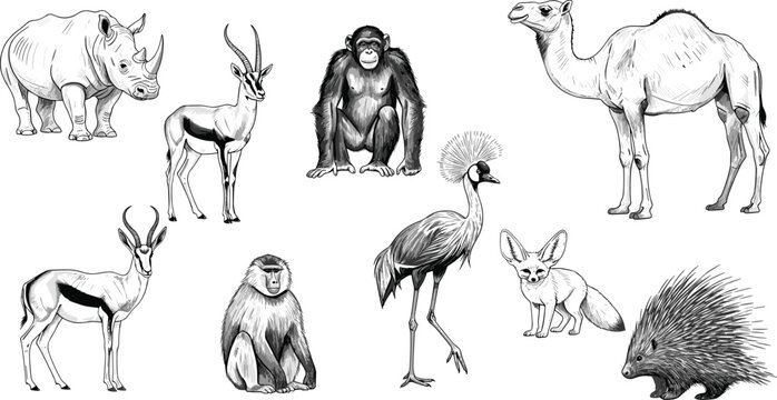 Wildlife Vector Set with Black-and-White Illustrations of Rhino, Antelope, Chimpanzee, Camel, Baboon, Ostrich, Fennec Fox, Porcupine, and Other Animals for Educational, Web, Apps, and Print Designs