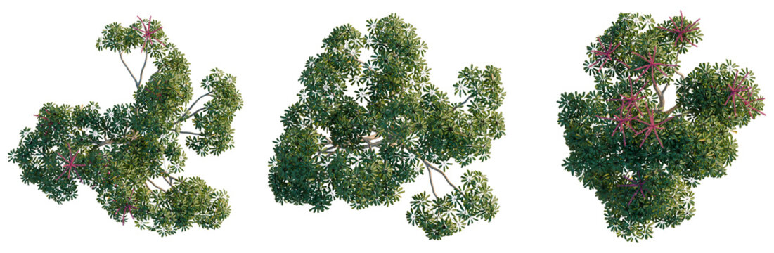 Schefflera actinophylla tree plan, top view, cutout, transparent background, isolate, Detailed Green Foliage Branch with Delicate Pink Flowers, Natural Springtime Botanical Element