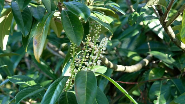 Flowering Prunus laurocerasus. Cherry laurel tree