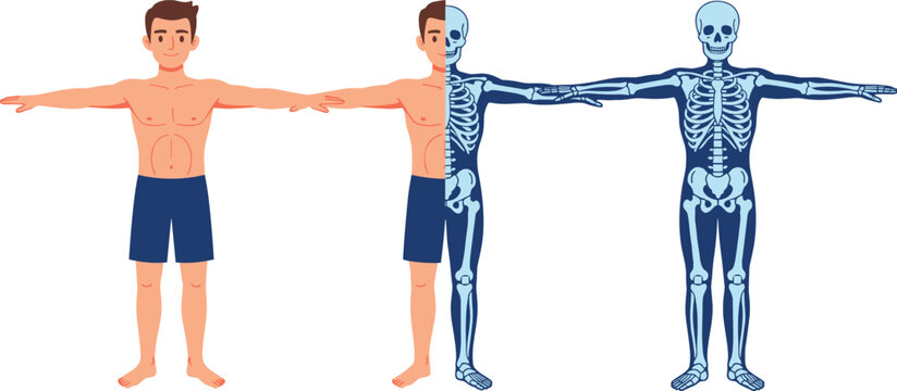 Human anatomy vector illustration showing a man in shorts and his skeletal system with a half body comparison isolated on white background