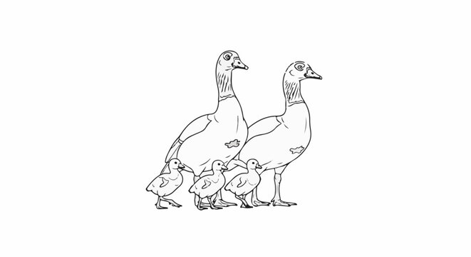 A line drawing shows two adult geese with four young goslings walking in a line