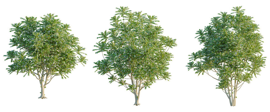 Averrhoa bilimbi tree, elevation, front view, cutout, transparent background, isolate, Detailed Green Tree Branch with Leaves - Nature Element for Design and Creative Projects