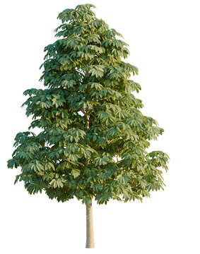 Dyera costulata tree, elevation, front view, cutout, transparent background, isolate, Detailed Ginkgo Biloba Tree Branch with Vibrant Green Leaves, Perfect for Botanical Illustrations