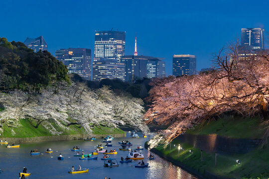 桜　千鳥ヶ淵　夜景　夜桜