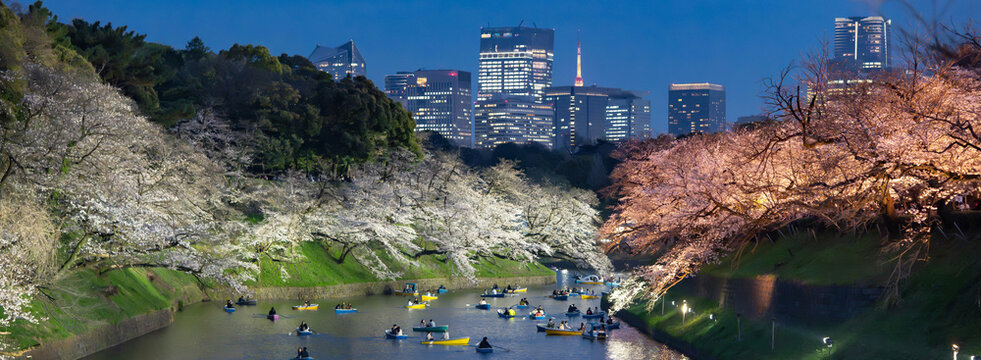 桜　千鳥ヶ淵　夜景　夜桜