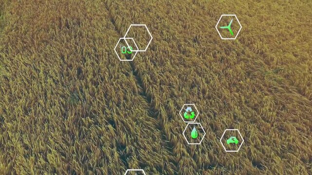 Smart agriculture analytics showing aerial wheat field with hex icons highlighting green symbols