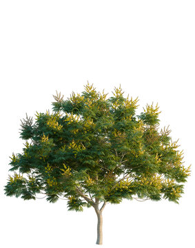 Peltophorum pterocarpum tree, elevation, front view, cutout, transparent background, isolate, Detailed Lush Green Tree Branch with Leaves, Natural Element for Design and Decoration