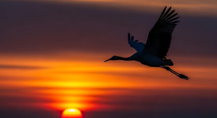 Fototapeta premium A majestic crane glides gracefully through the vibrant sky during a breathtaking sunset, casting a striking silhouette.