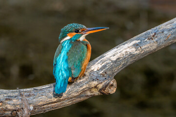Fototapeta premium Kingfisher.